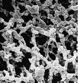 SCWP04700MF 8微米孔径过滤膜